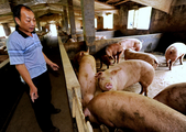 China's hog inventory largely recovers: ministry