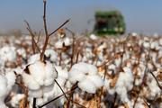 China Focus: Why Xinjiang's cotton offers more than warmth
