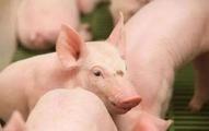 China's major hog breeder posts robust net profit growth