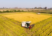 China to see bumper harvest for 2020: agriculture minister 