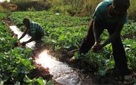Chinese helping to diversify Zambia's economy: former minister 