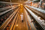 Across China: China's chicken-raising industry flocking to digital