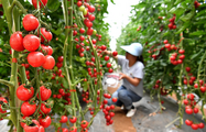 Across China: Mobile internet fuels agricultural marketing in China's Loess Plateau