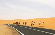 Feature: Broad prospects for cooperation between China, Gulf Arab states