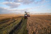 Factbox: China's agricultural progress in 2020 