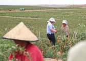 China's Ningxia, ROK province sign deal for goji berry cultivation