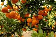 Across China: Orange farmer finds new market online