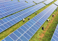 Across China: Herding under solar panels in north China's dry pastures