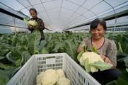 China's rural cooperatives report sales growth in 2020