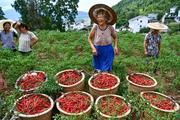 China's poverty alleviation model instructive for Africa: expert