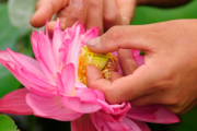 Chinese researchers share lotus gene database