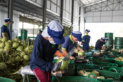 Thai fruit exports to China surge despite pandemic impacts
