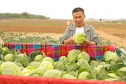 China's agricultural product wholesale prices edge down