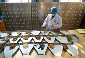 Chinese medicinal material price index up 0.02 pct