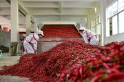 Chinese market offers Rwanda good opportunity for chili export