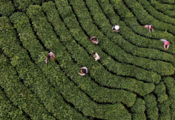 China's Henan sees robust green tea exports 