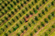Sci-tech innovation promotes China's cash crop industry 