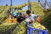 China's agricultural, rural economy remain stable in Q1