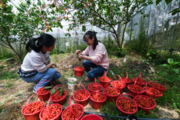 Online retailing spurs China's rural consumption upgrade: report