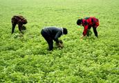 China Focus: Medicinal herb bears fruit of prosperity
