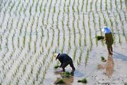 China to stabilize grain production, ensure food security 