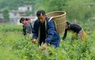 China approves 2,473 geographical indication products