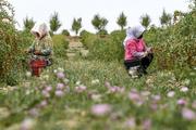 China's first goji berry research institute to develop industry