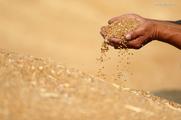 China reaps bumper summer grain harvest