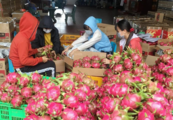 Vietnam's fruit export to China surges in 5 months