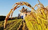 China steadily advances industrial application of biological breeding: ministry