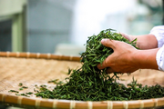 Tea exports rise in China's Guizhou