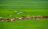 Inner Mongolia's beef output ranks first in China 