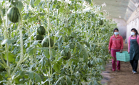 Across China: Small watermelons are big business for Beijing farmers
