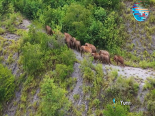 GLOBALink | China's migrating elephants return to suitable habitat