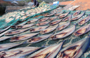 Across China: Grilled eel exporters resume exports to Russia