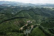 China's first forest carbon sink bonds issued 
