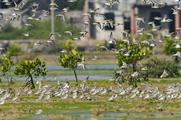 China-ASEAN mangrove conservation network set up in southwest China