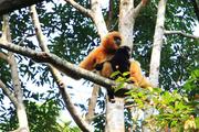 China's Hainan gibbon conservation success for biodiversity preservation: IUCN