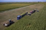 China's high-quality grain projects boost domestic agriculture development