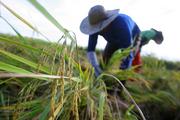 China-Philippines agricultural cooperation benefits millions of people in both countries