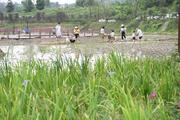 China Focus: Expats join Chinese farmers to celebrate harvest festival