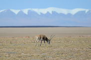 Interview: Kunming Declaration lays down foundation for biodiversity protection targets: Australian ecologist