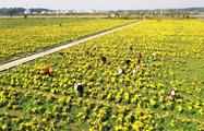 East China's Zhangshu City boasts largest TCM materials planting areas among all county-level cities in Jiangxi Province
