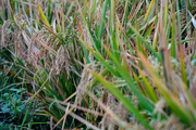 Double-cropping rice achieves high yield in tropical Chinese city