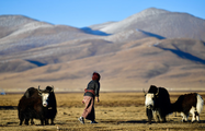 Across China: Yak milk production creates lucrative business on Qinghai-Tibet plateau