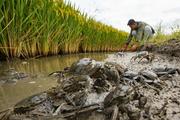 Chinese mitten crabs exported to Africa