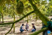 Feature: China-ASEAN cooperation seeding agritech revolution with smart durian farming