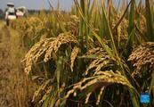 China reaps bumper 2021 harvest with grain output up 2 pct  