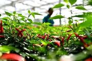 6th Guizhou Zunyi Int'l Chili Expo to be held in SW. China's Guiyang, boosting chili industry