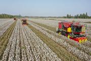 Xinjiang's cotton output tops 5.1 mln tonnes